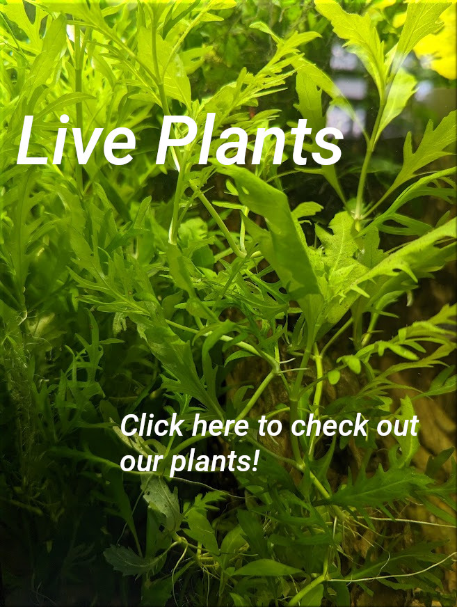 Link to shop products tagged plants